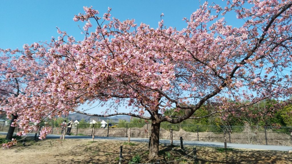 20200229100345_p-1024x576 本日の河津桜